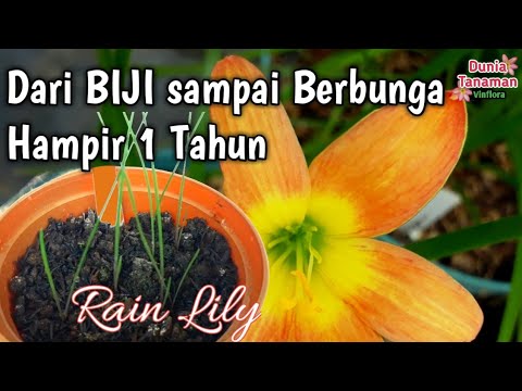 Detail Bunga Lili Air Hujan Nomer 30