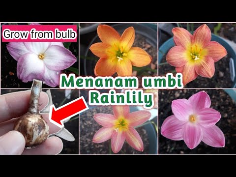 Detail Bunga Lili Hujan Nomer 25