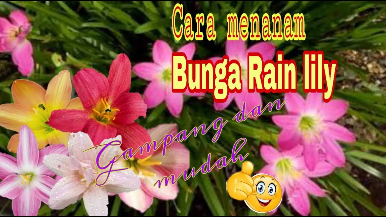 Detail Bunga Lili Hujan Nomer 49