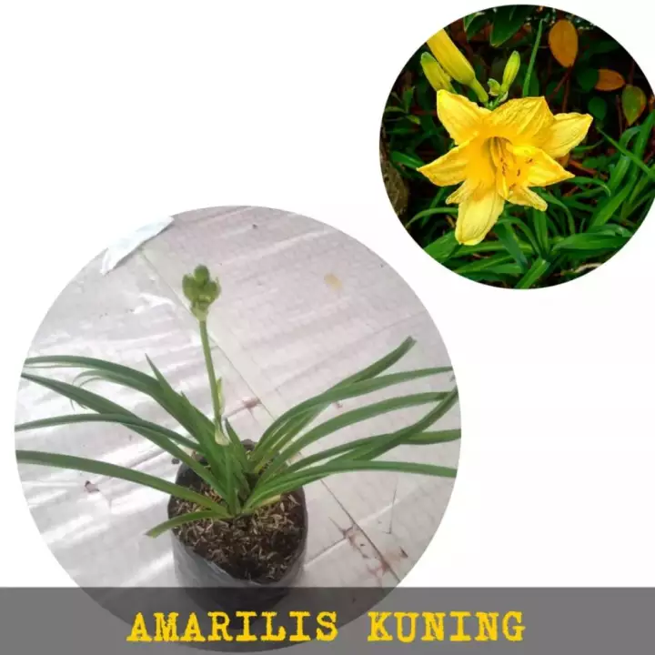 Detail Bunga Lili Kuning Nomer 39
