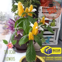 Detail Bunga Lilin Kuning Nomer 44