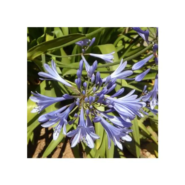 Detail Bunga Lily Biru Nomer 46