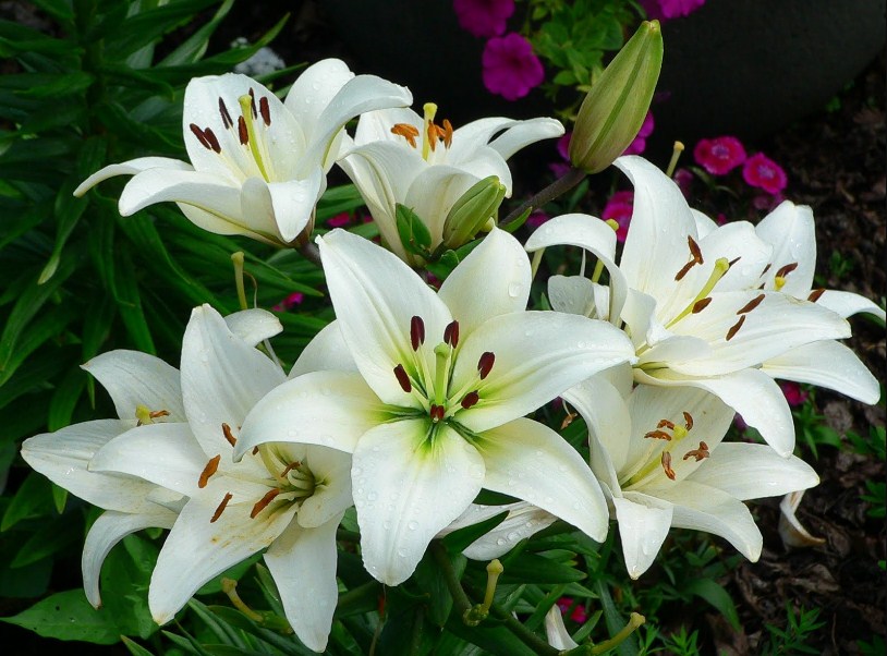 Detail Bunga Lily Jepang Nomer 23