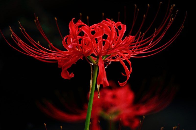 Detail Bunga Lily Jepang Nomer 24