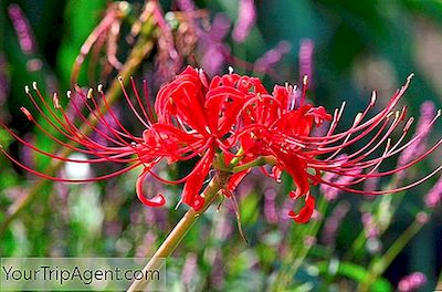 Detail Bunga Lily Jepang Nomer 2