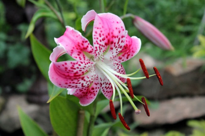 Detail Bunga Lily Jepang Nomer 44