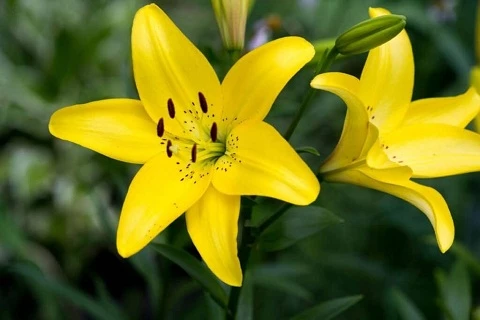 Detail Bunga Lily Kuning Nomer 2