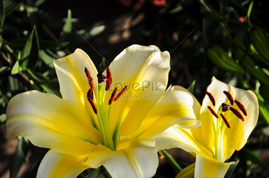 Detail Bunga Lily Kuning Nomer 13