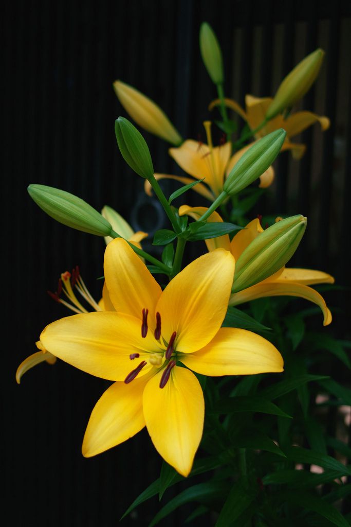 Detail Bunga Lily Kuning Nomer 19