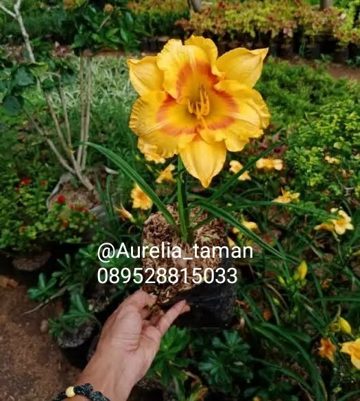 Detail Bunga Lily Kuning Nomer 29