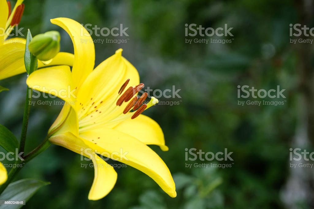 Detail Bunga Lily Kuning Nomer 36