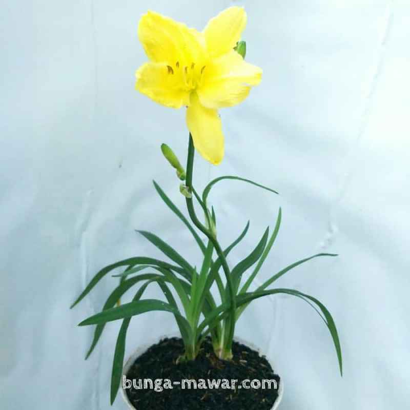 Detail Bunga Lily Kuning Nomer 39