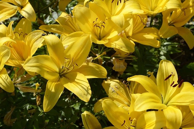 Detail Bunga Lily Kuning Nomer 5