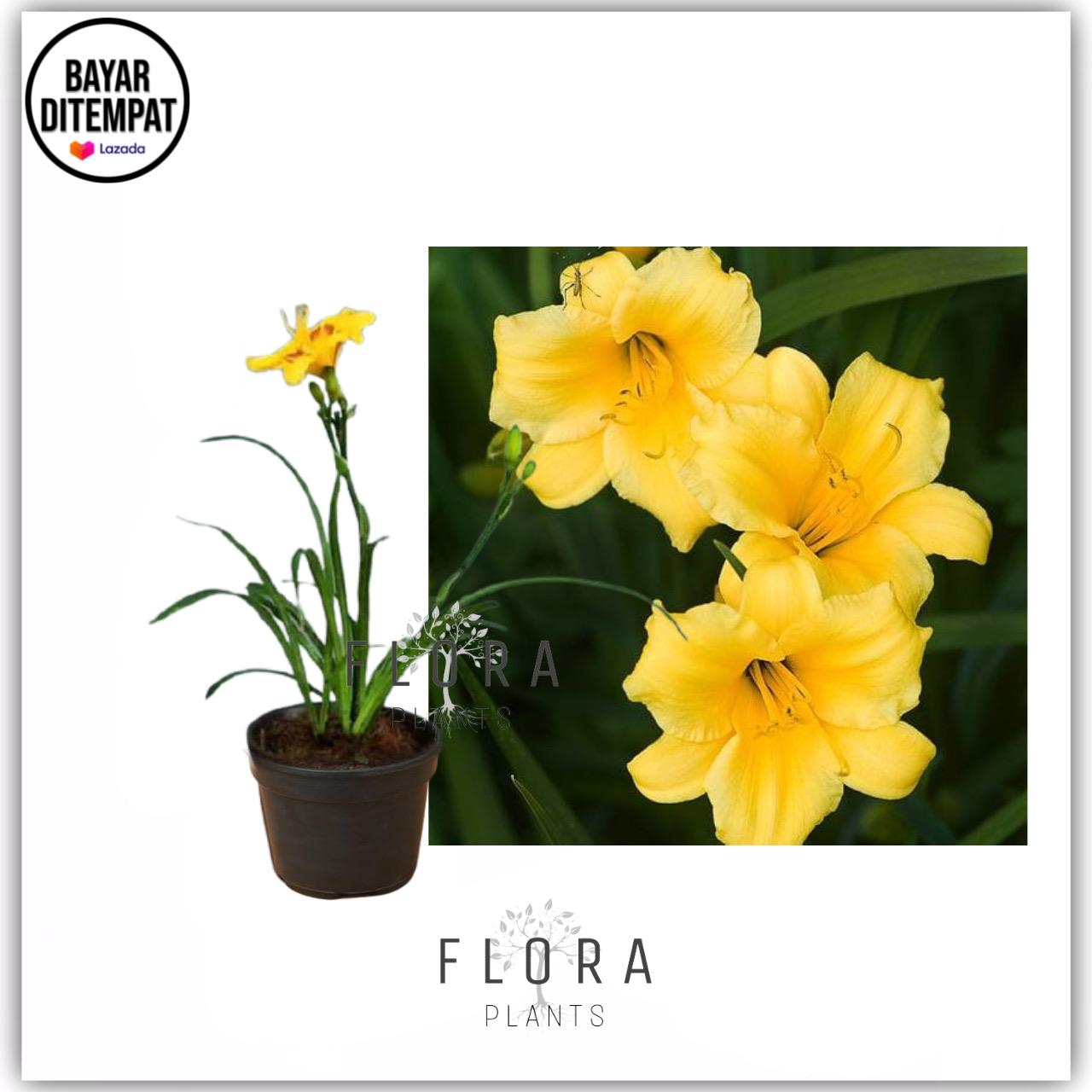 Detail Bunga Lily Kuning Nomer 41