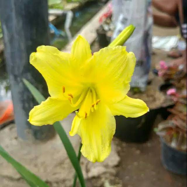 Detail Bunga Lily Kuning Nomer 54