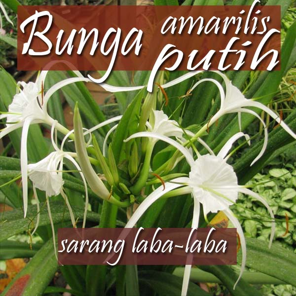 Detail Bunga Lily Laba Laba Biru Nomer 44