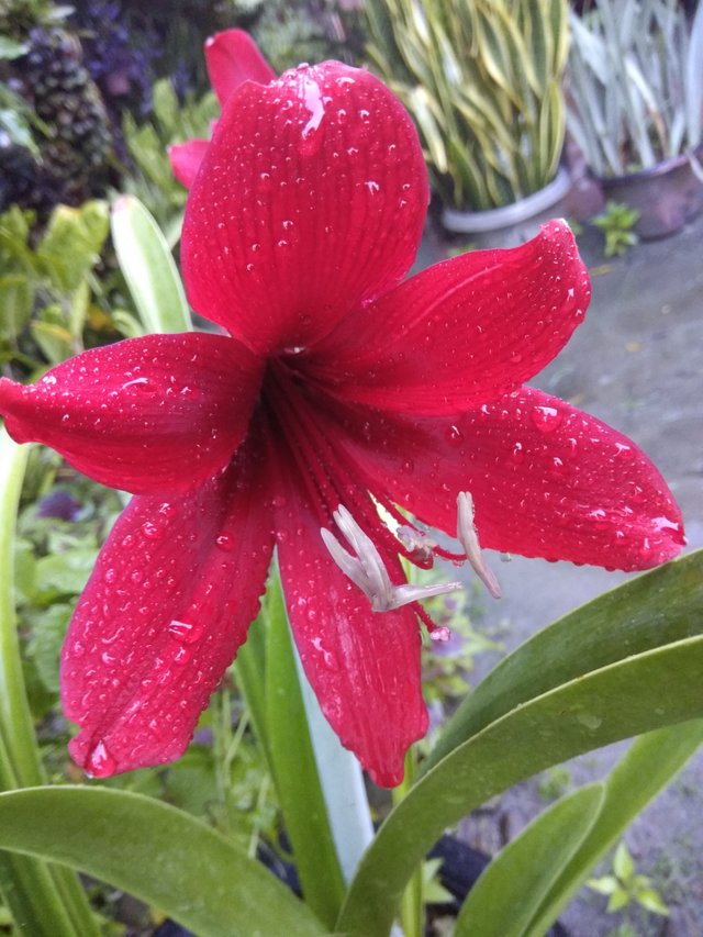 Detail Bunga Lily Merah Nomer 2