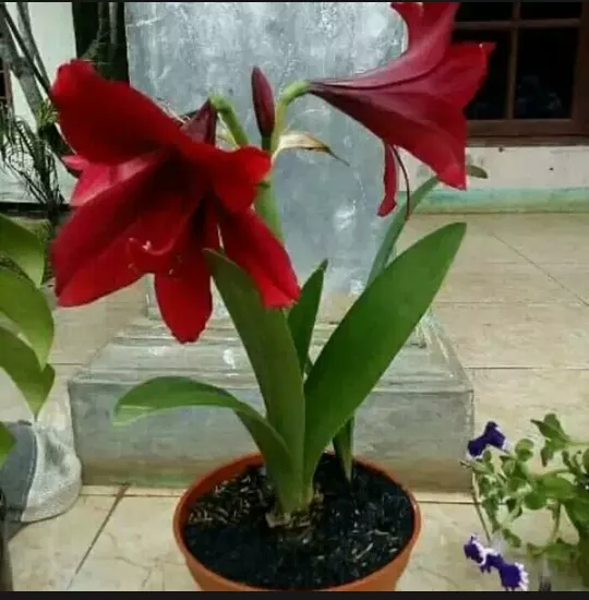 Detail Bunga Lily Merah Nomer 14