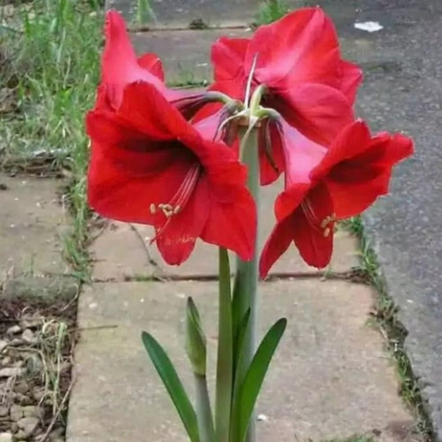 Detail Bunga Lily Merah Nomer 23