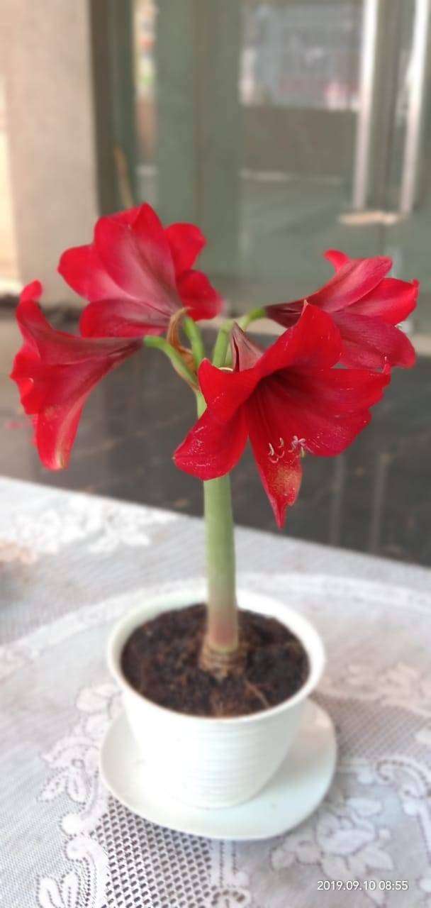 Detail Bunga Lily Merah Nomer 7