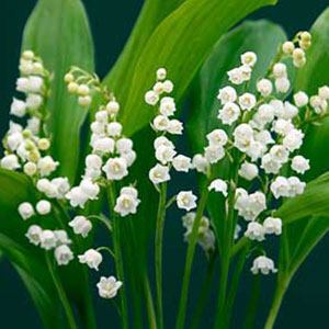 Detail Bunga Lily Of The Valley Nomer 12