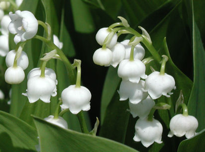 Detail Bunga Lily Of The Valley Nomer 21