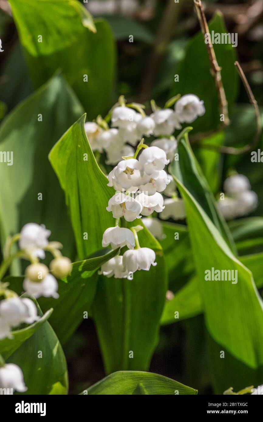 Detail Bunga Lily Of The Valley Nomer 34