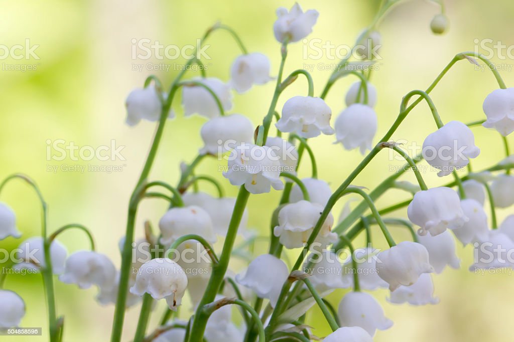 Detail Bunga Lily Of The Valley Nomer 38