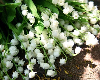 Detail Bunga Lily Of The Valley Nomer 41