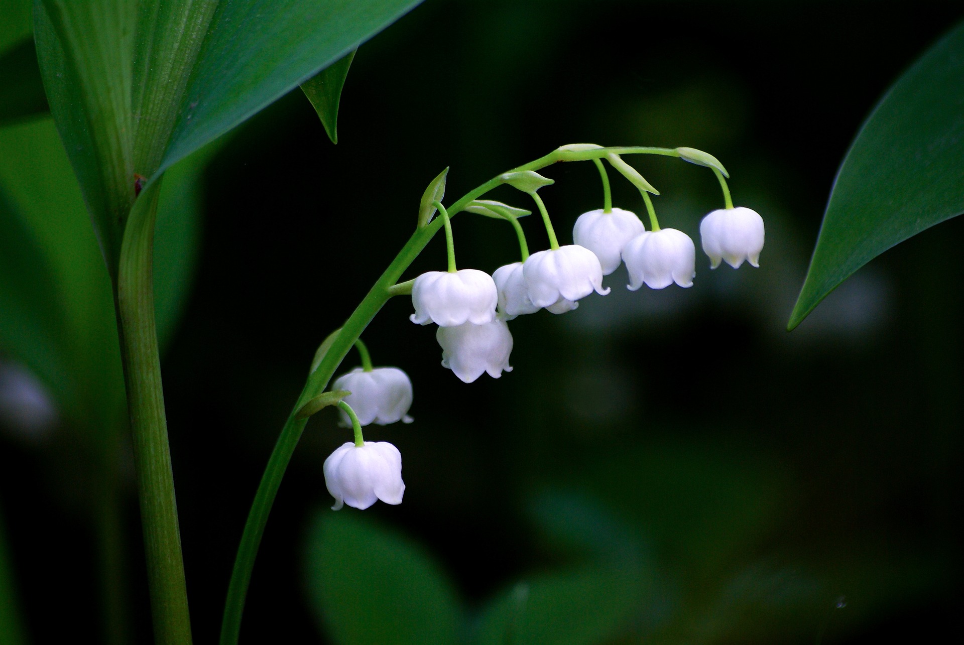 Detail Bunga Lily Of The Valley Di Indonesia Nomer 10