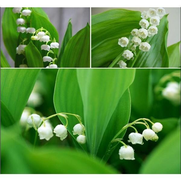 Detail Bunga Lily Of The Valley Di Indonesia Nomer 25