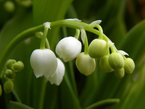 Detail Bunga Lily Of The Valley Di Indonesia Nomer 29