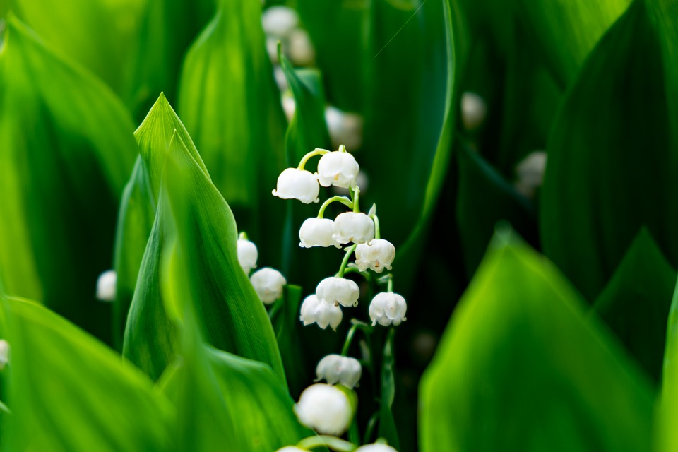 Detail Bunga Lily Of The Valley Di Indonesia Nomer 43