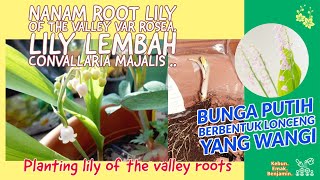 Detail Bunga Lily Of The Valley Di Indonesia Nomer 44