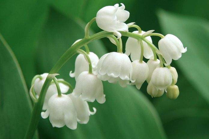 Detail Bunga Lily Of The Valley Di Indonesia Nomer 5