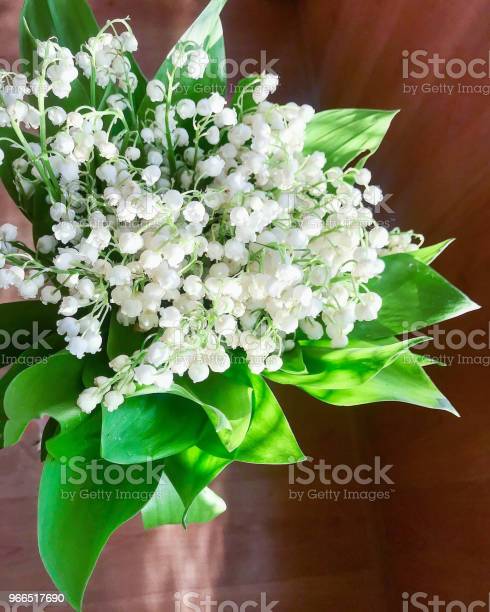 Detail Bunga Lily Of The Valley Di Indonesia Nomer 53