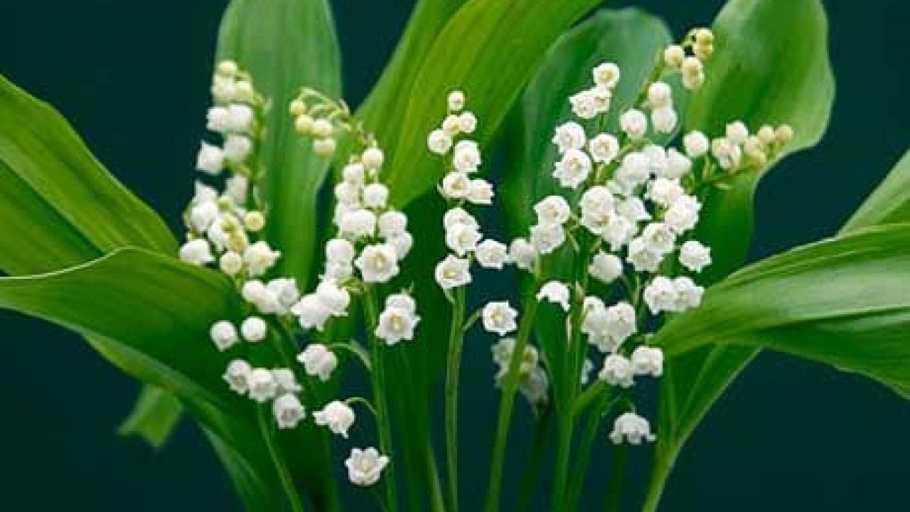 Detail Bunga Lily Of The Valley Di Indonesia Nomer 7