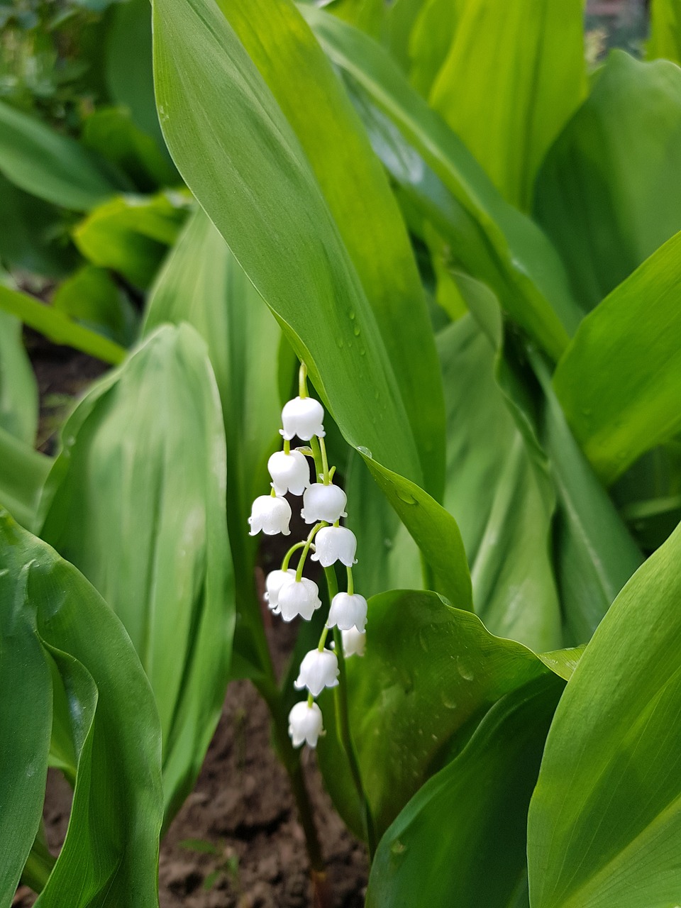 Detail Bunga Lily Of The Valley Di Indonesia Nomer 8