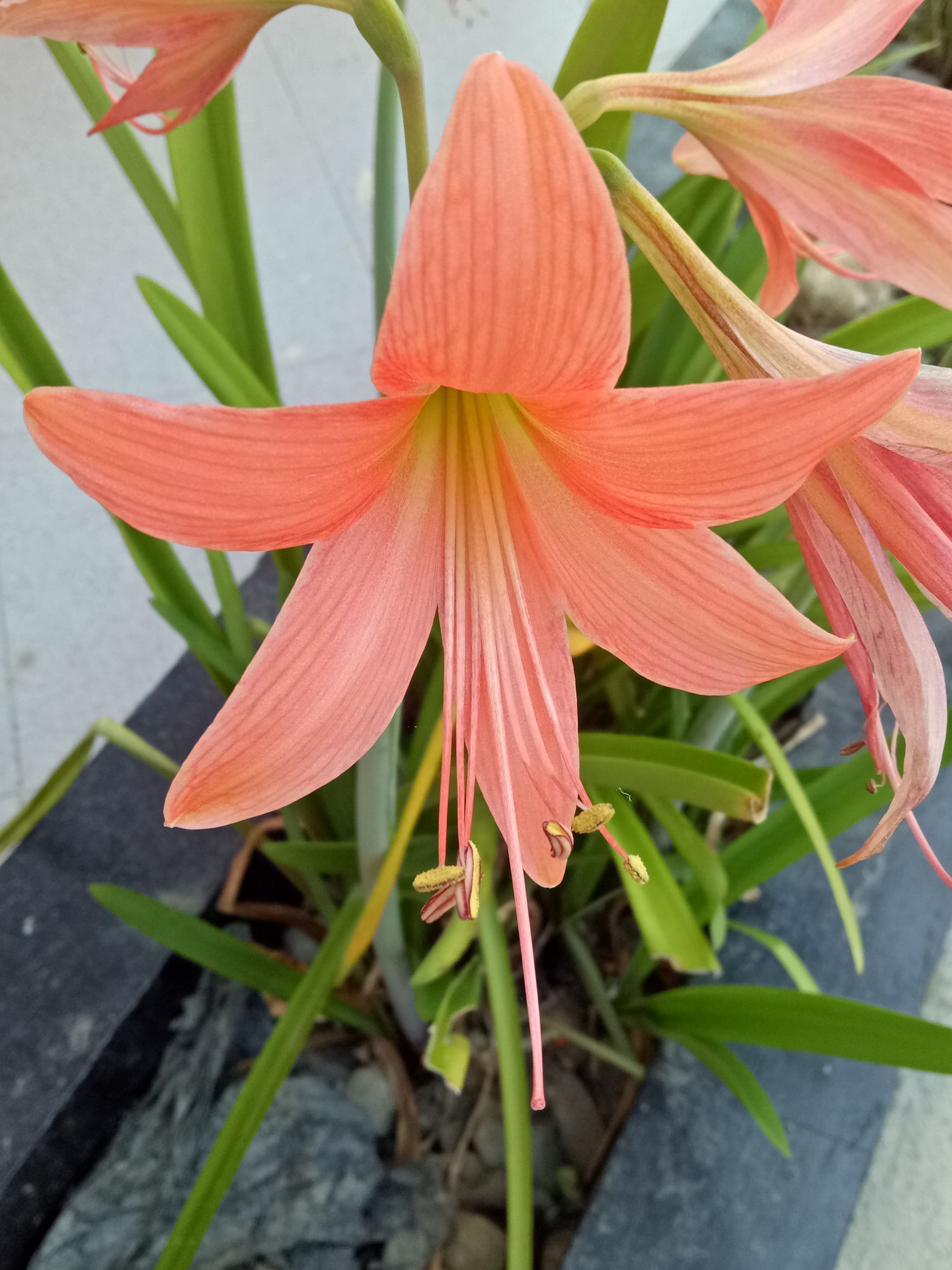 Detail Bunga Lily Orange Nomer 13
