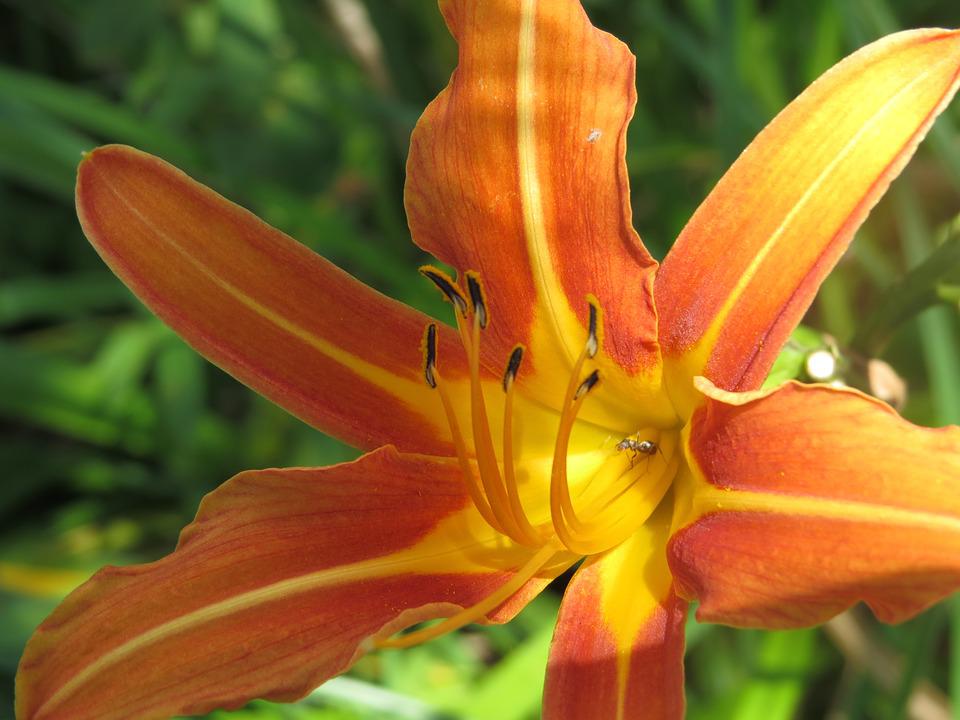 Detail Bunga Lily Orange Nomer 33