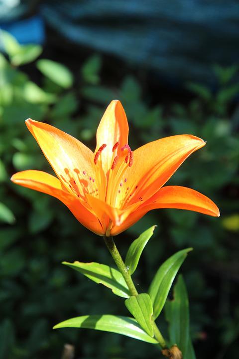 Detail Bunga Lily Orange Nomer 47