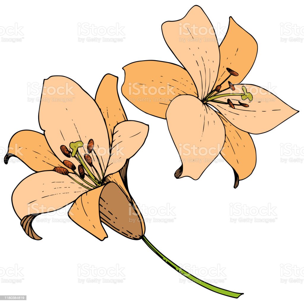 Detail Bunga Lily Orange Nomer 52