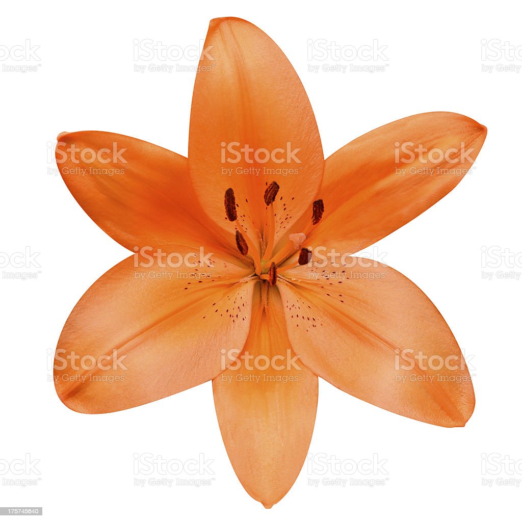 Detail Bunga Lily Orange Nomer 56