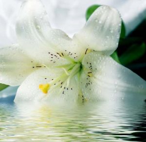 Detail Bunga Lily Putih Nomer 9