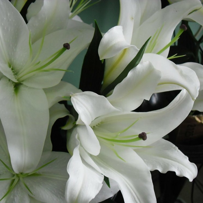 Detail Bunga Lily Putih Nomer 22