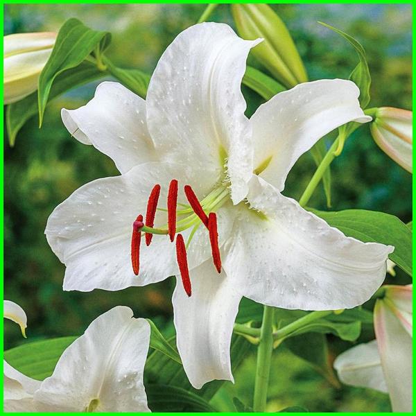 Detail Bunga Lily Putih Nomer 24