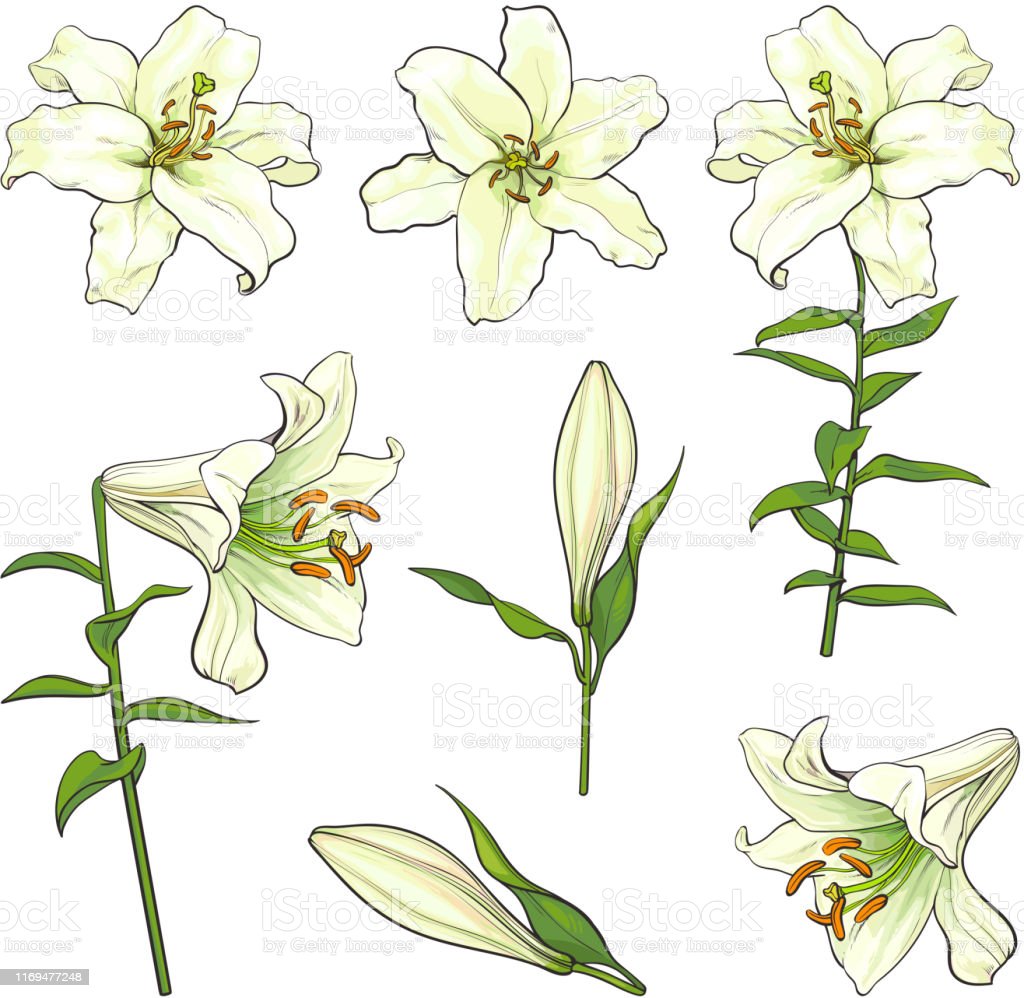 Detail Bunga Lily Putih Nomer 34