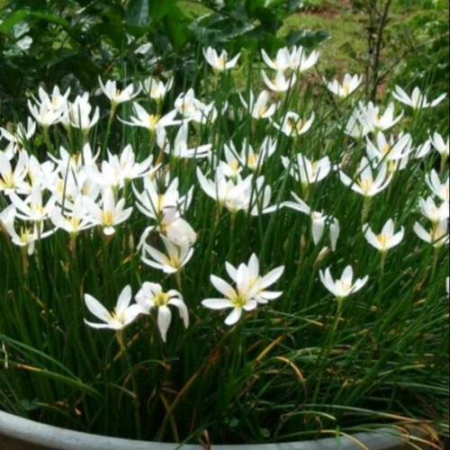 Detail Bunga Lily Putih Nomer 36