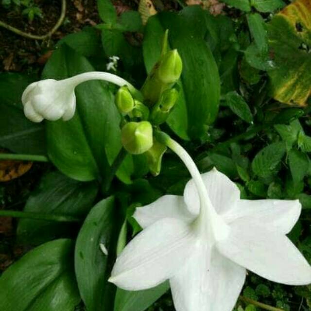 Detail Bunga Lily Putih Nomer 39