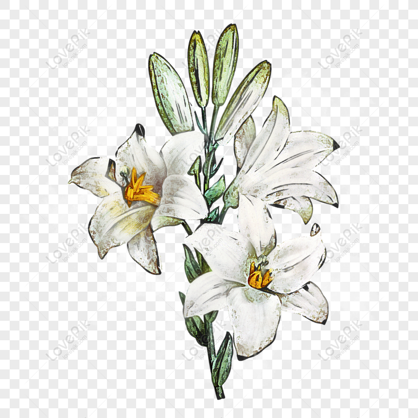 Detail Bunga Lily Putih Nomer 48